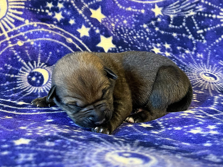 chinook puppy